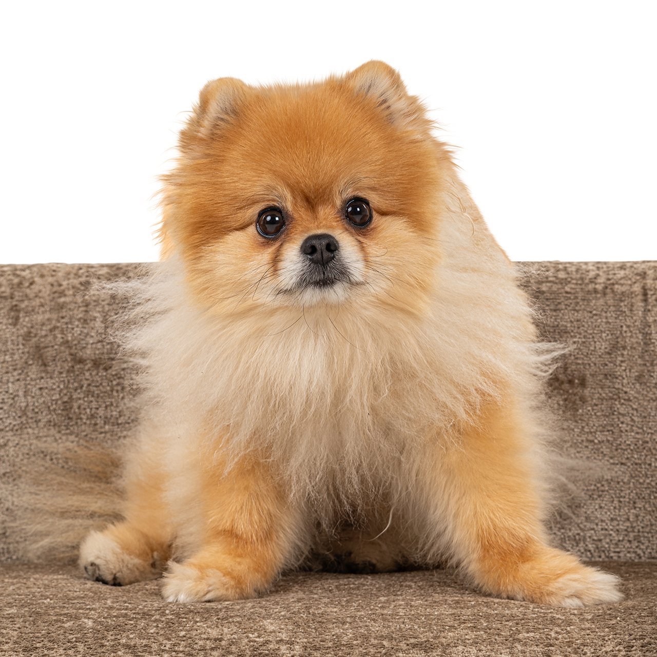 S4901 TAUPE CHENILLE - Legowisko dla zwierząt Bingo taupe szenilowe